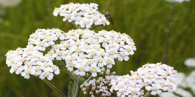 عرق بومادران