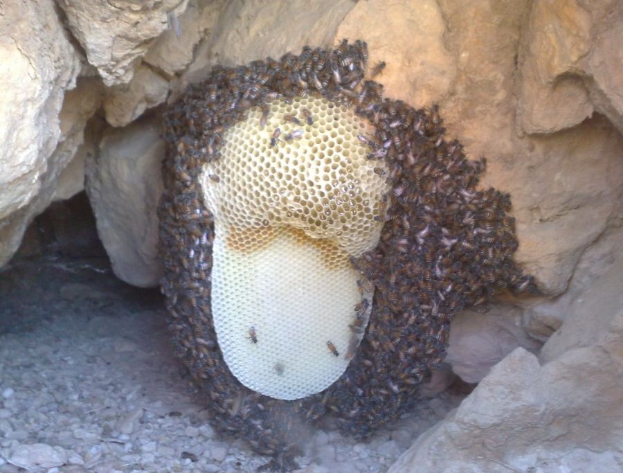 عسل وحشی کوهی