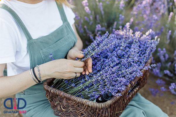 عرق اسطوخودوس